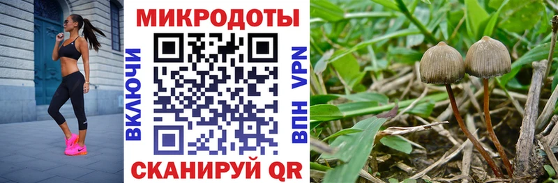 KRAKEN как войти  купить наркоту  Каргополь  Галлюциногенные грибы MAGIC MUSHROOMS 